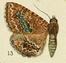 <i>Taveta</i> (moth) Genus of moths