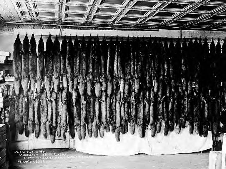 File:71 Blue Fox skins, Middleton Island, Alaska, between 1903 and 1913 (AL+CA 4787).jpg