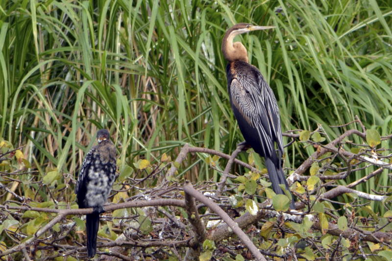 File:Anhinga rufa DT -UG Source of the Nile- (1) (20660360880).jpg