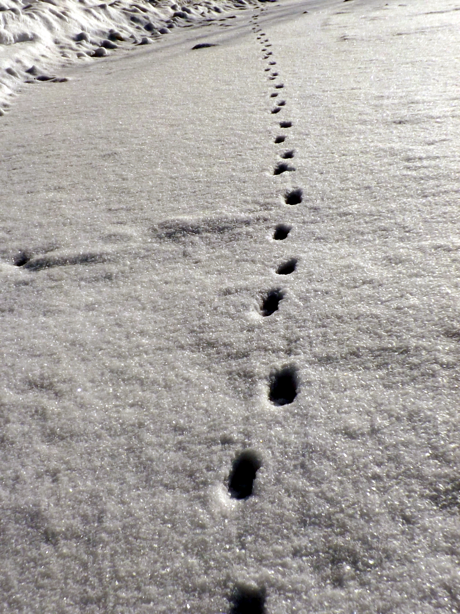 https://upload.wikimedia.org/wikipedia/commons/f/ff/Animal_Tracks_in_Snow_%2812014105415%29.png