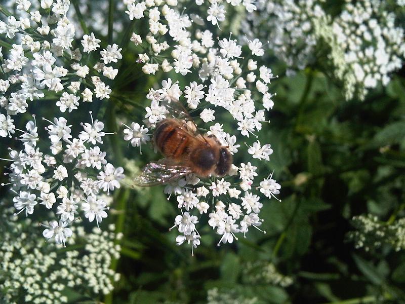 File:Apis mellifera L61.jpg