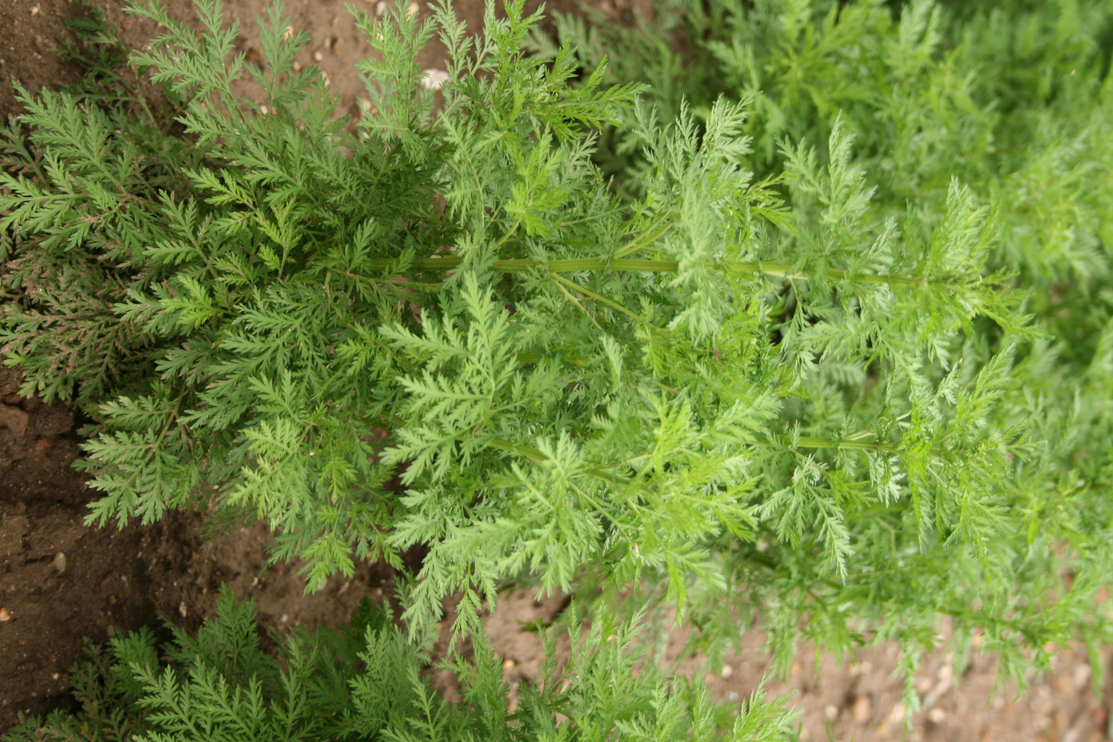 Artemisia Annua – Artemisia annuale