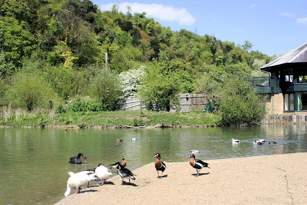 ARUNDEL WILDFOWL AND WETLANDS TRUST WEST SUSSEX INGLATERRA