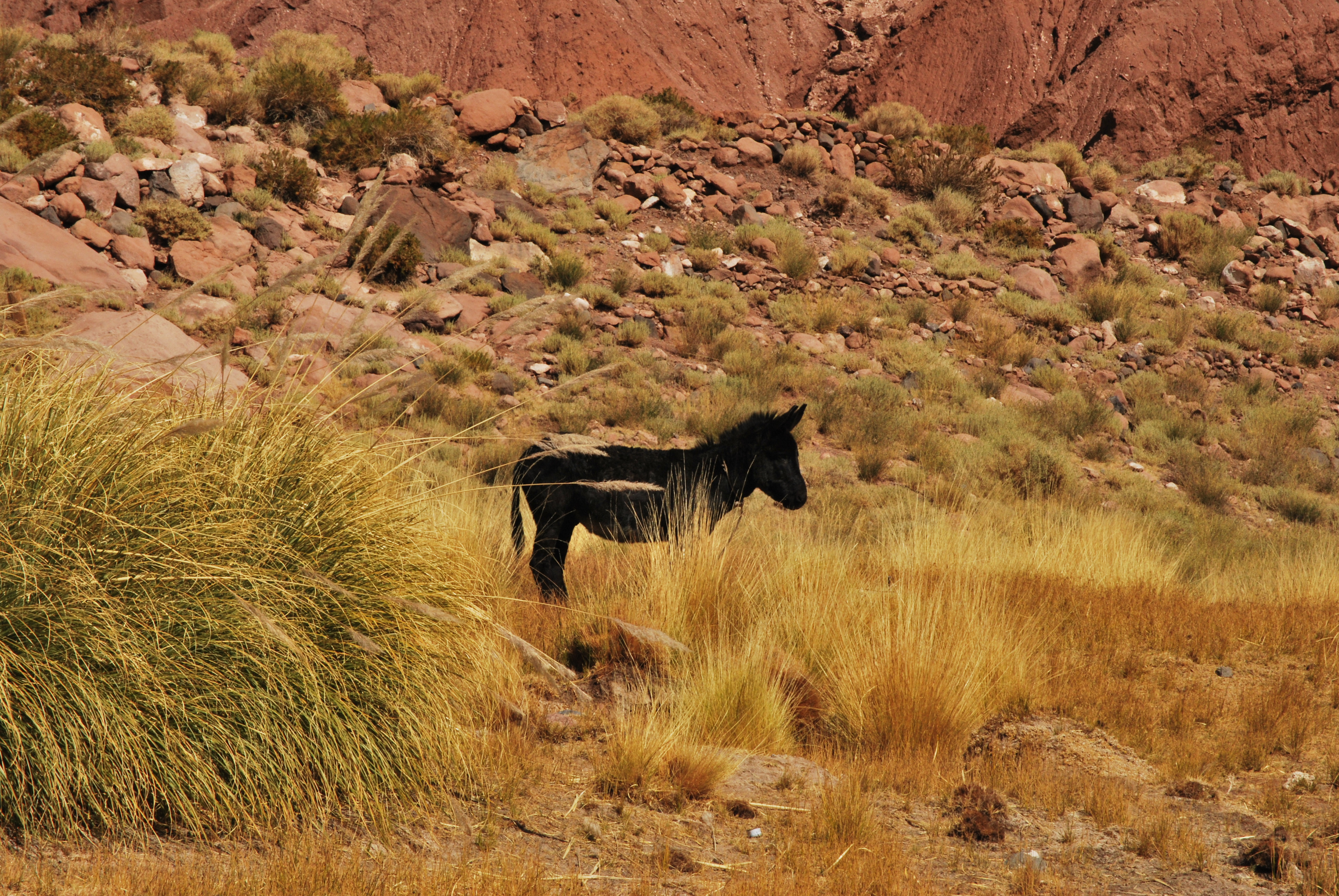 Палатка Marabut Atacama