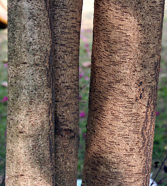 File:Bark I IMG 2073.jpg