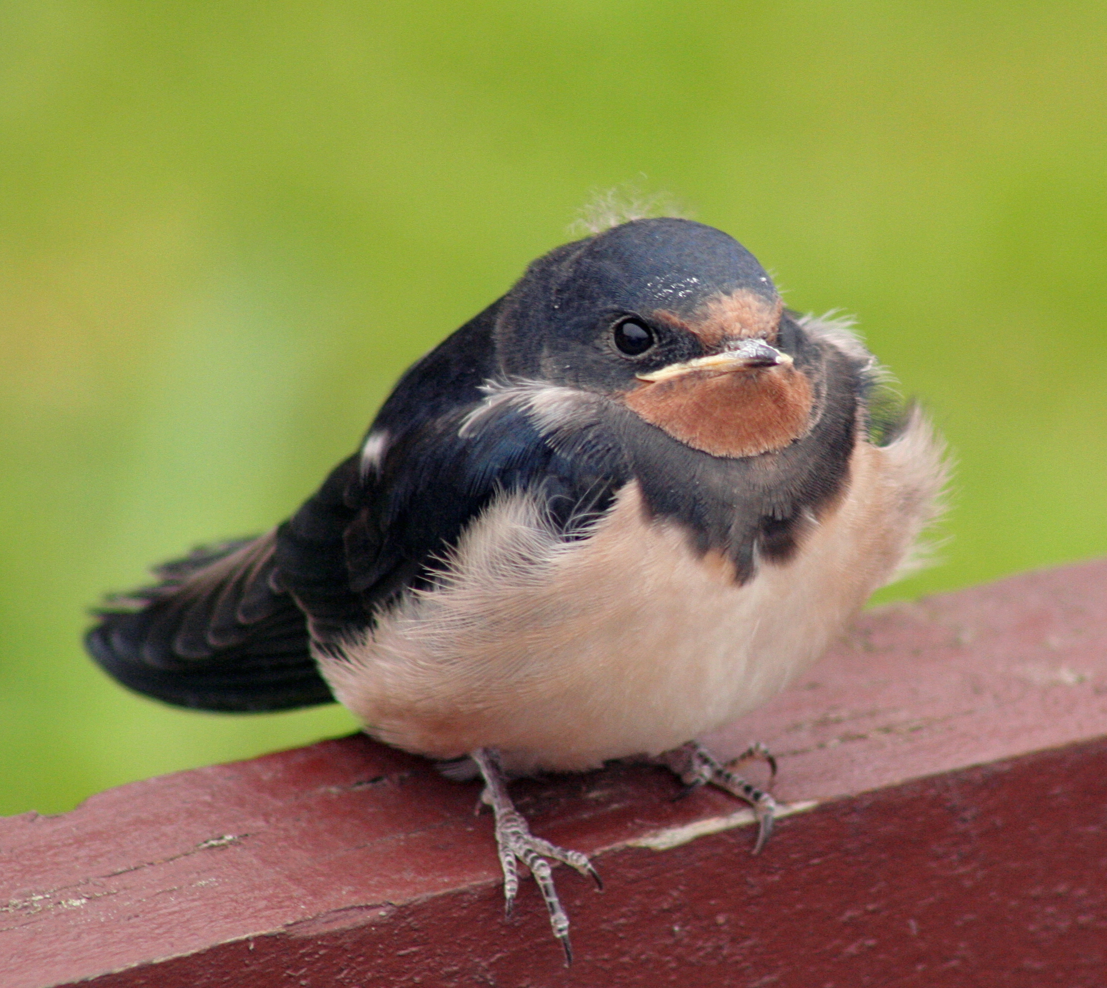 File Barn Swallow Hirundo Rustica Chick Jpg Wikimedia Commons