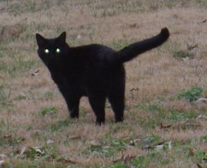 File:Black cat eyes.jpg