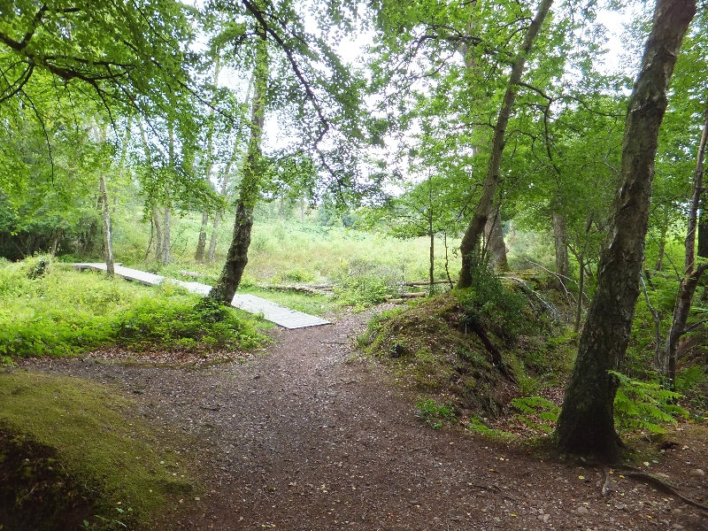 Boardwalk in Bystock nature reserve - geograph.org.uk - 2501994