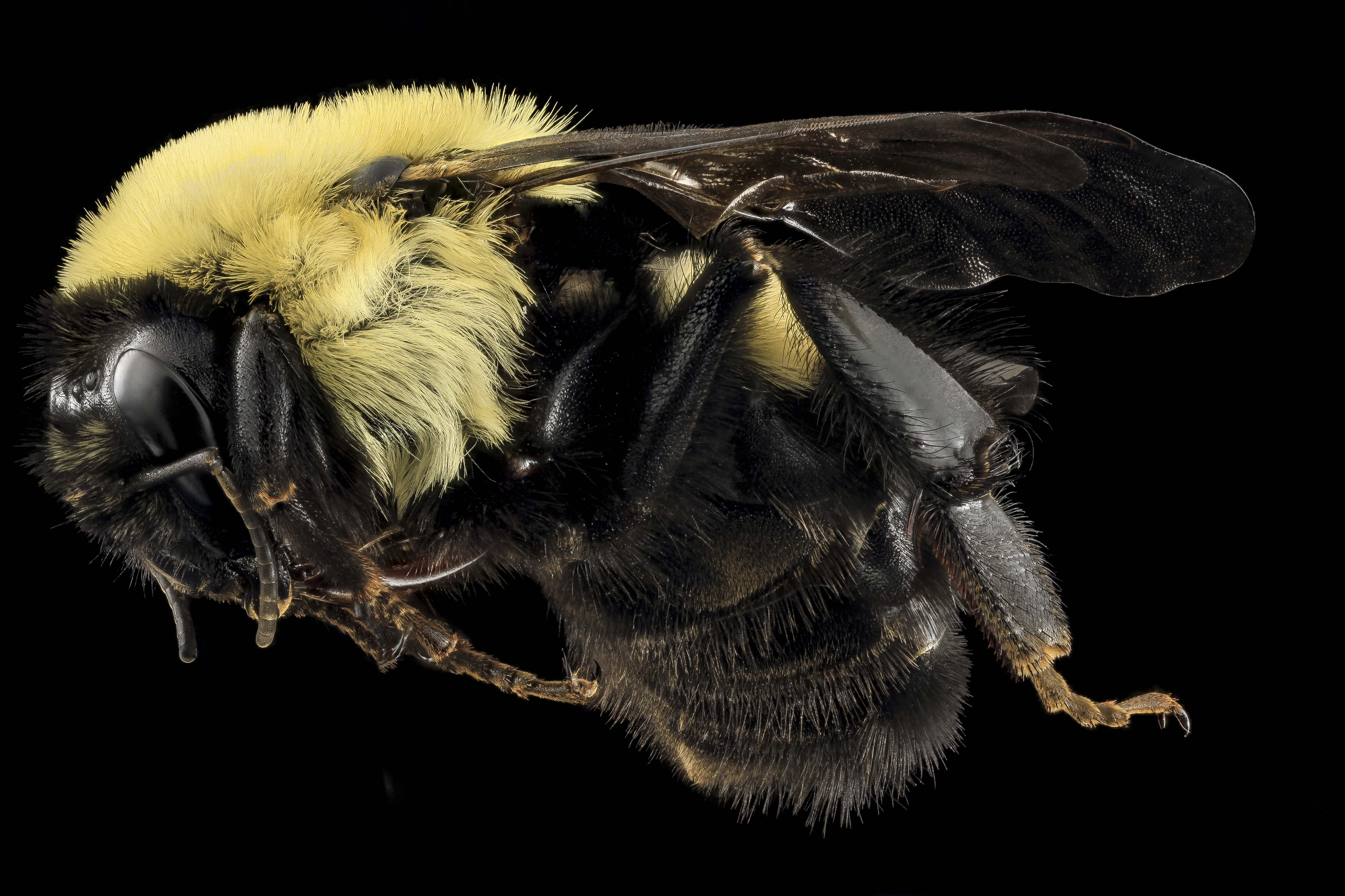 Bombus griseocollis - Wikipedia