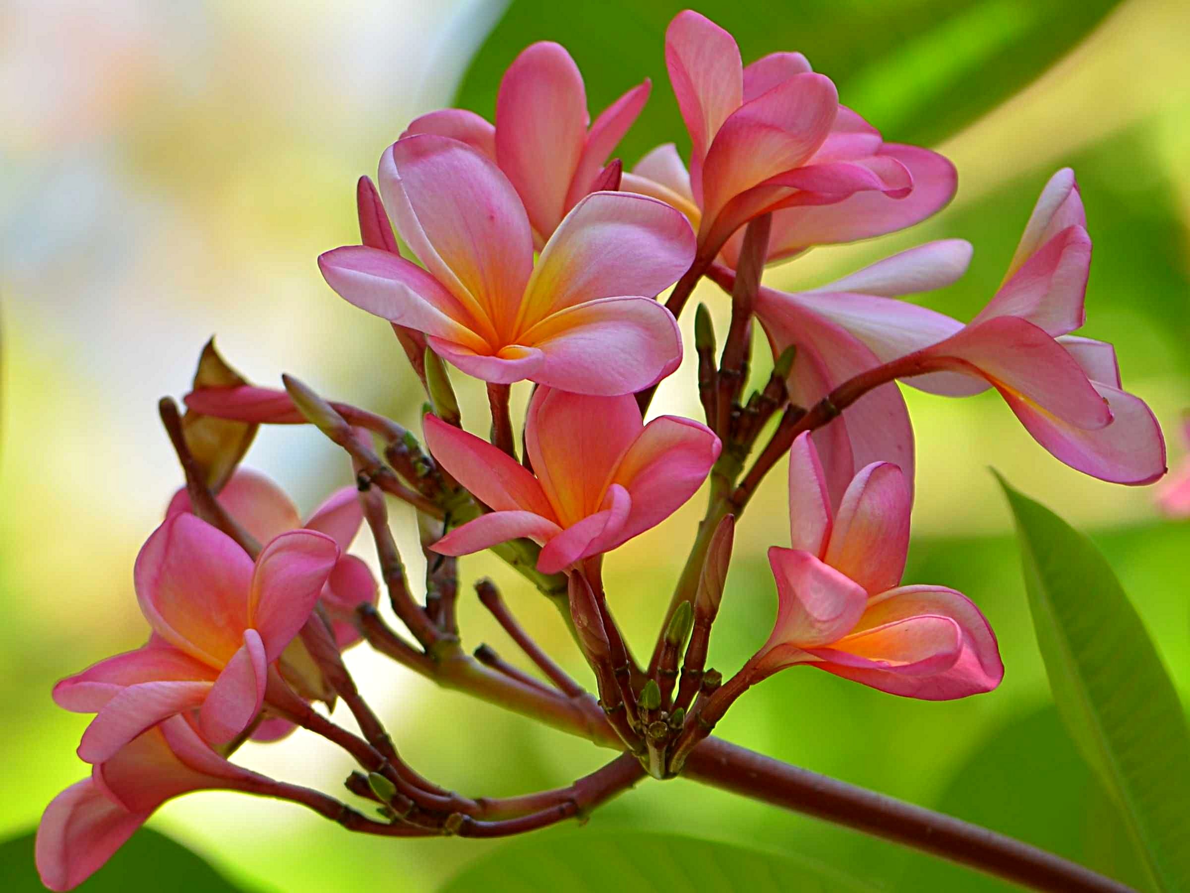 File:Bunga Kamboja (Plumeria sp).JPG - Wikimedia Commons