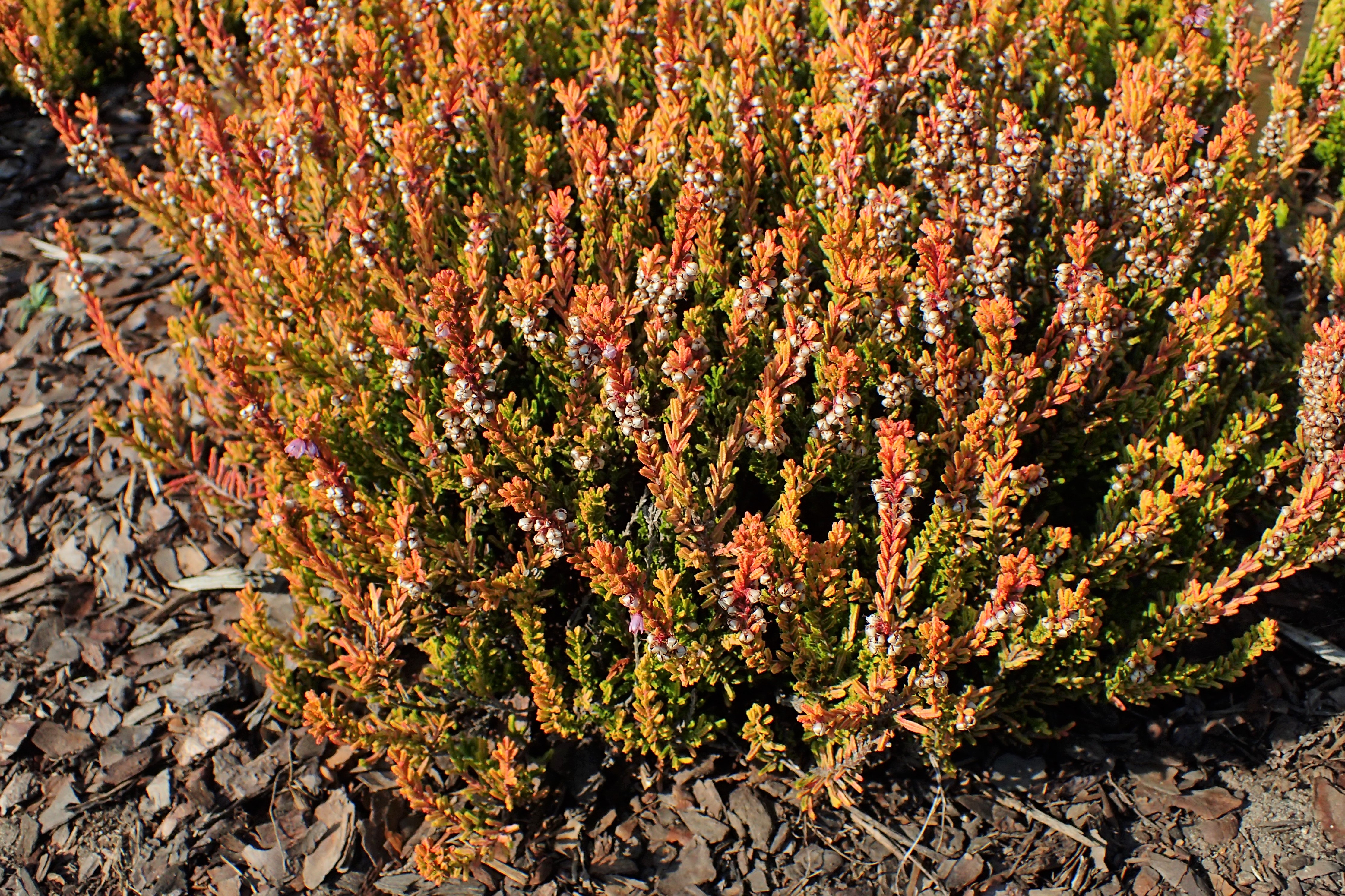 Calluna vulgaris Alicia