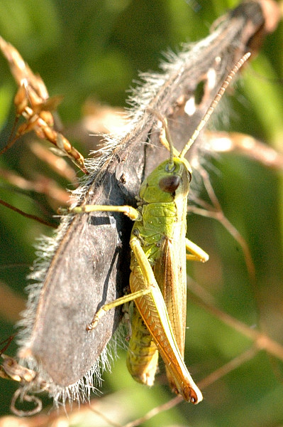 File:Chorthippus.montanus.male.jpg