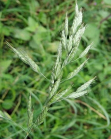 Dünemheken (Bromus thominei)