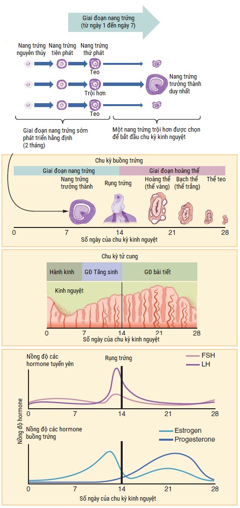 Bị hành kinh có đi xem bói được không?