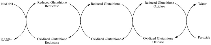 File:Gluthathione Reductase Graphic2.jpg