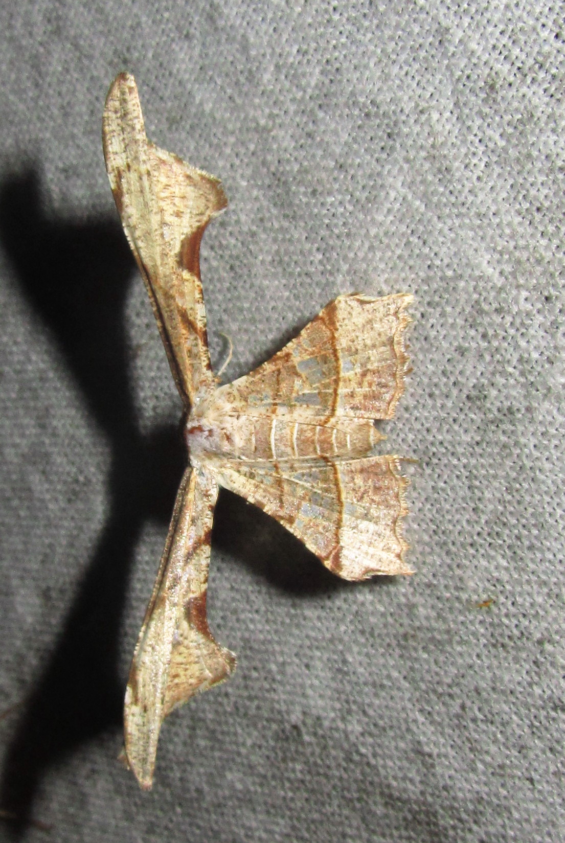 Gonodontis sp. (7232758412).jpg