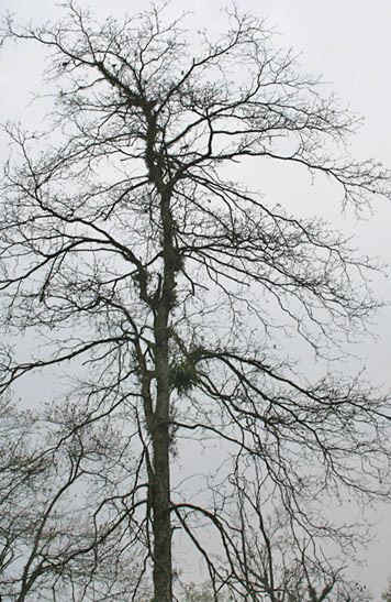 File:Harra (Terminalia chebula) leafless tree at 23 Mile, Duars, WB W IMG 5905.jpg