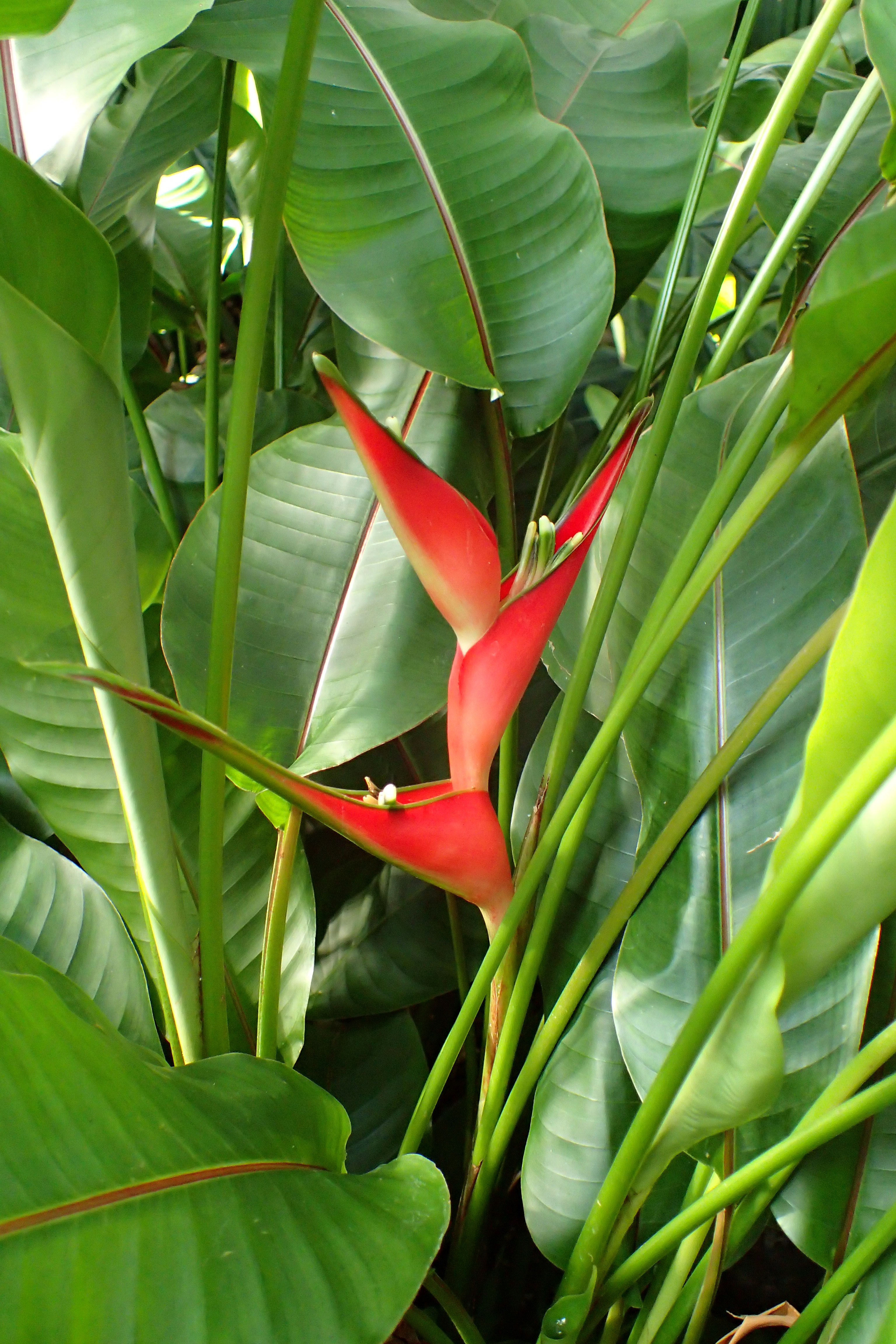 File Heliconia Stricta Dwarf Jamaican Kz1 Jpg Wikimedia Commons