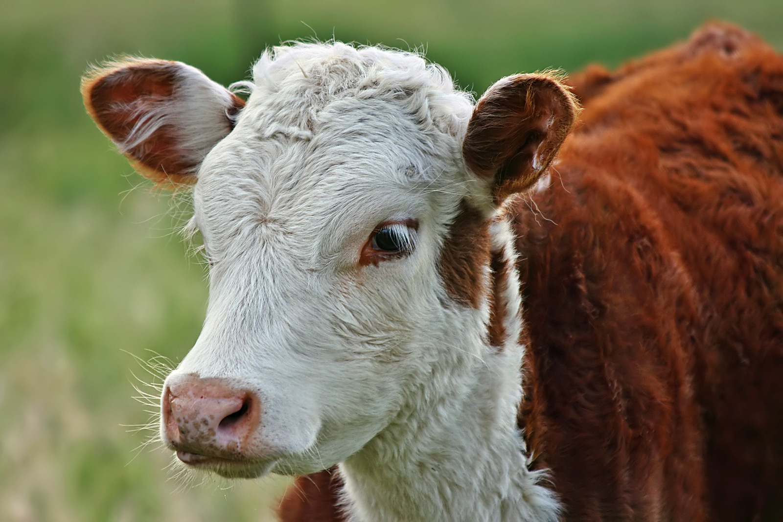 butik sammentrækning Vice Hereford cattle - Wikipedia