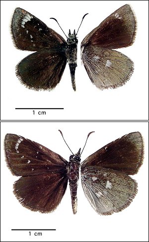 <i>Hesperopsis</i> Genus of butterflies