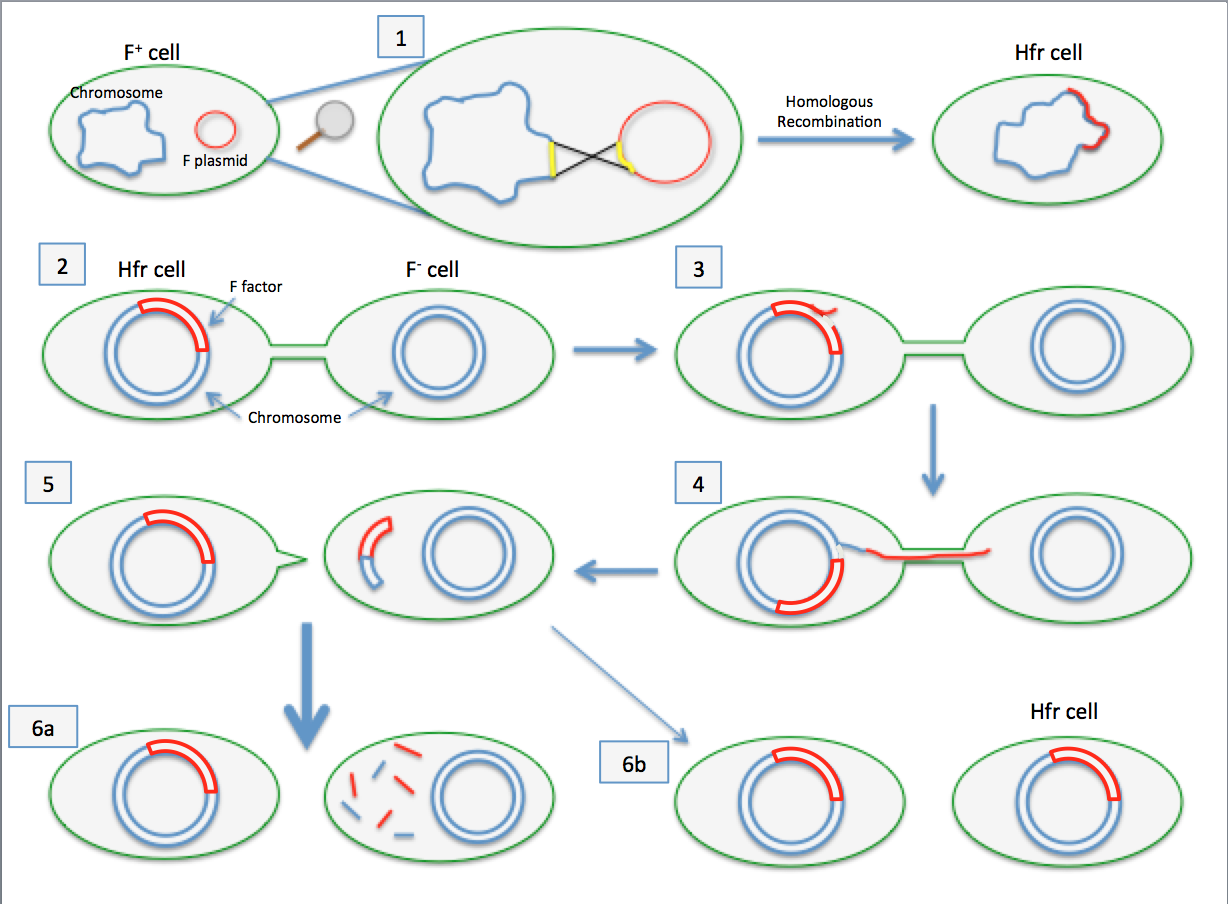 bacterial conjugation animation