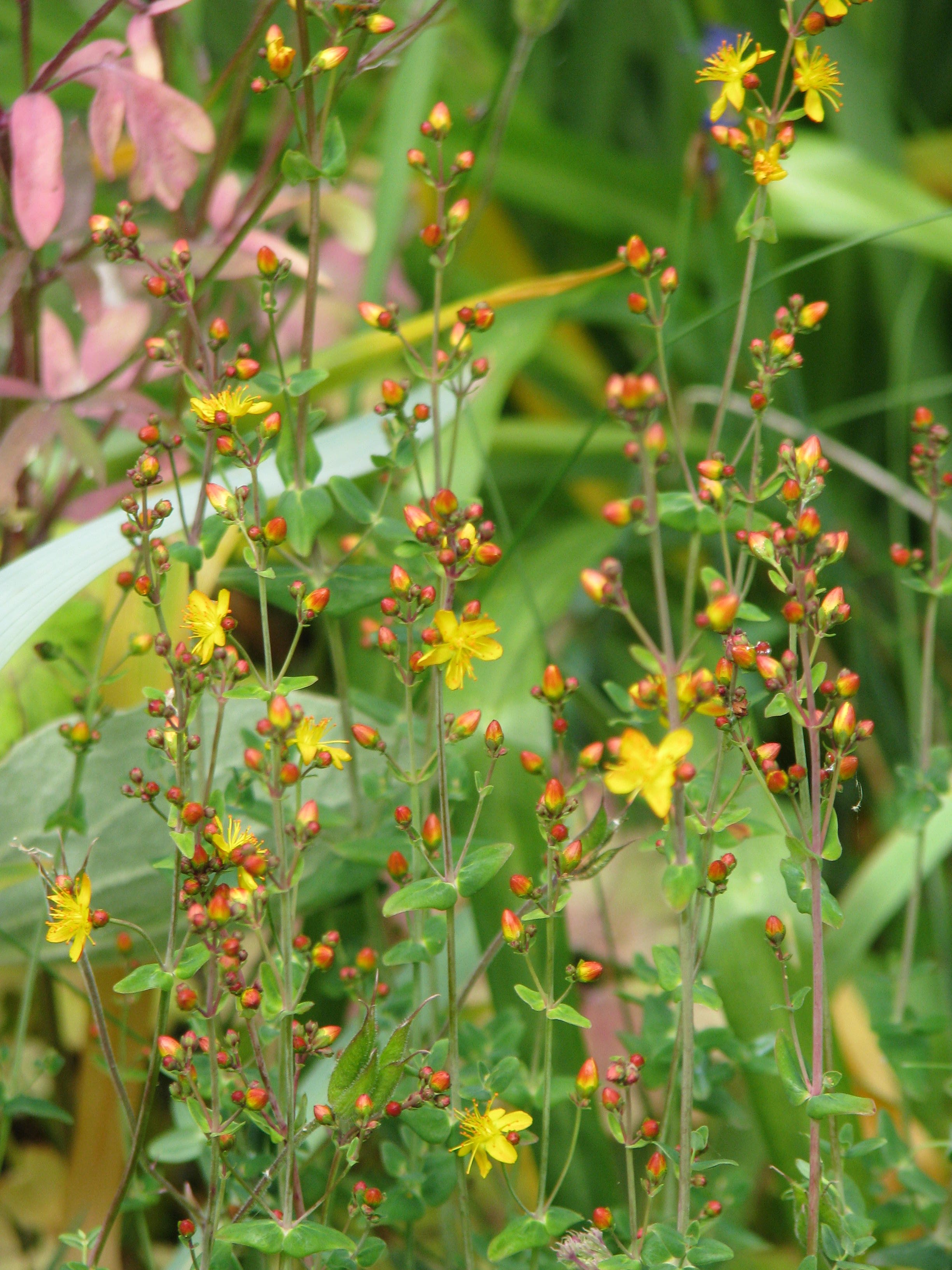 Hypericum pulchrum (9183390138).jpg