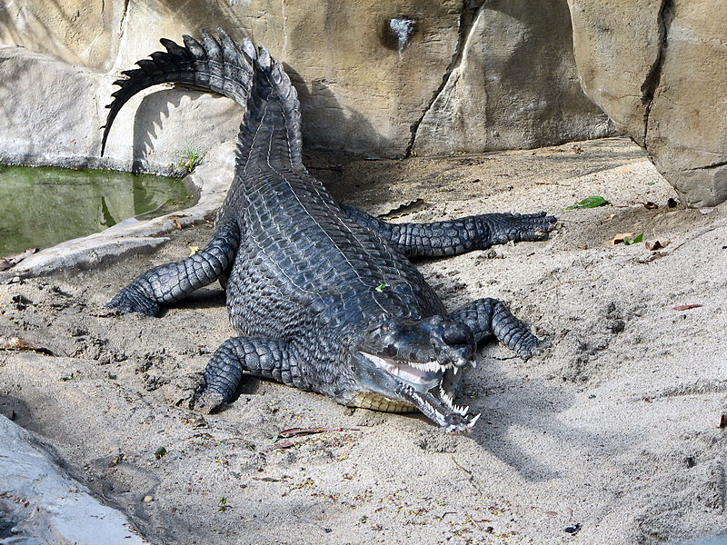 File:Indian Gharial at the San Diego Zoo (2006-01-03).jpg