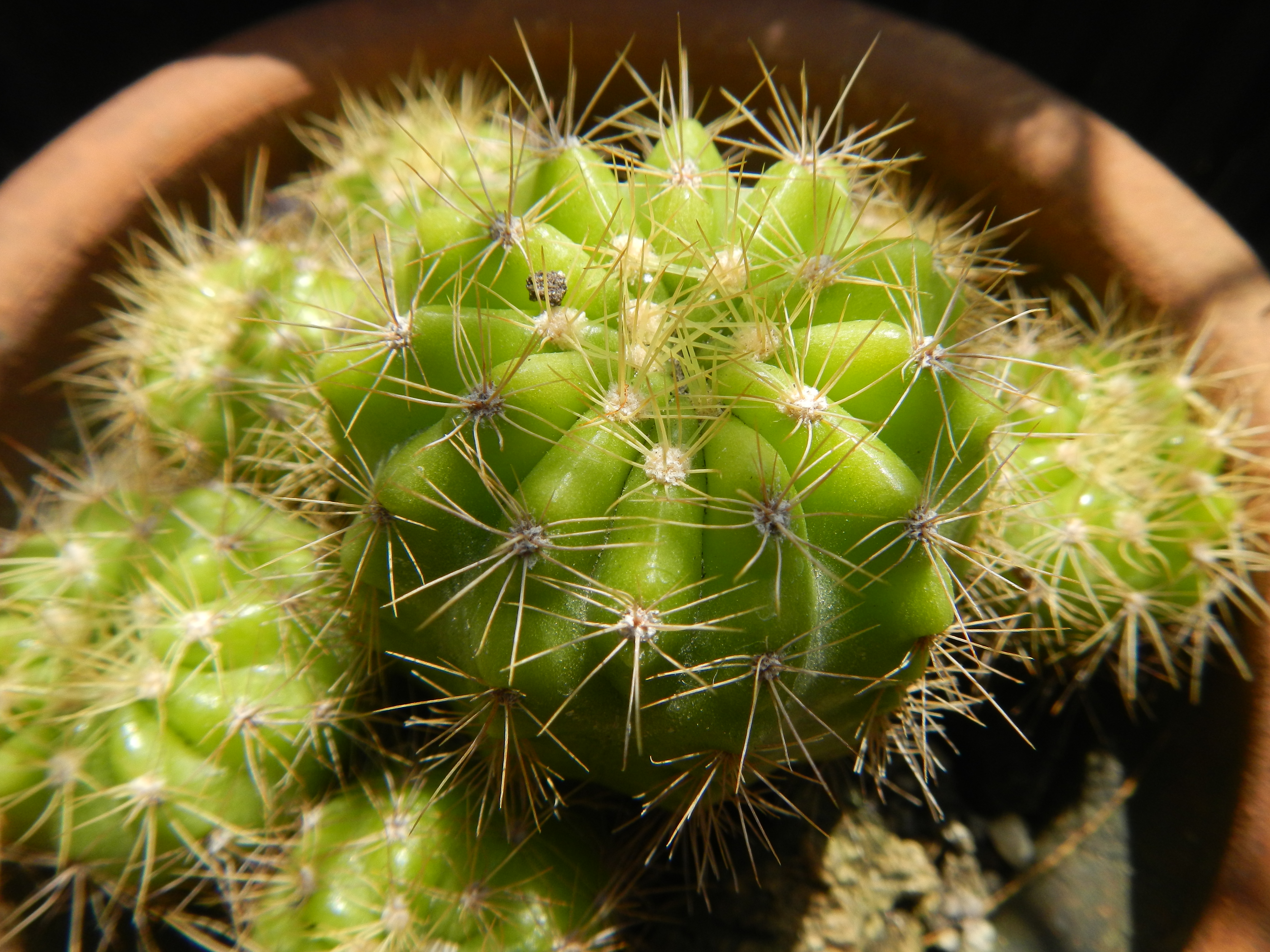 Cactaceae Кактус икеа