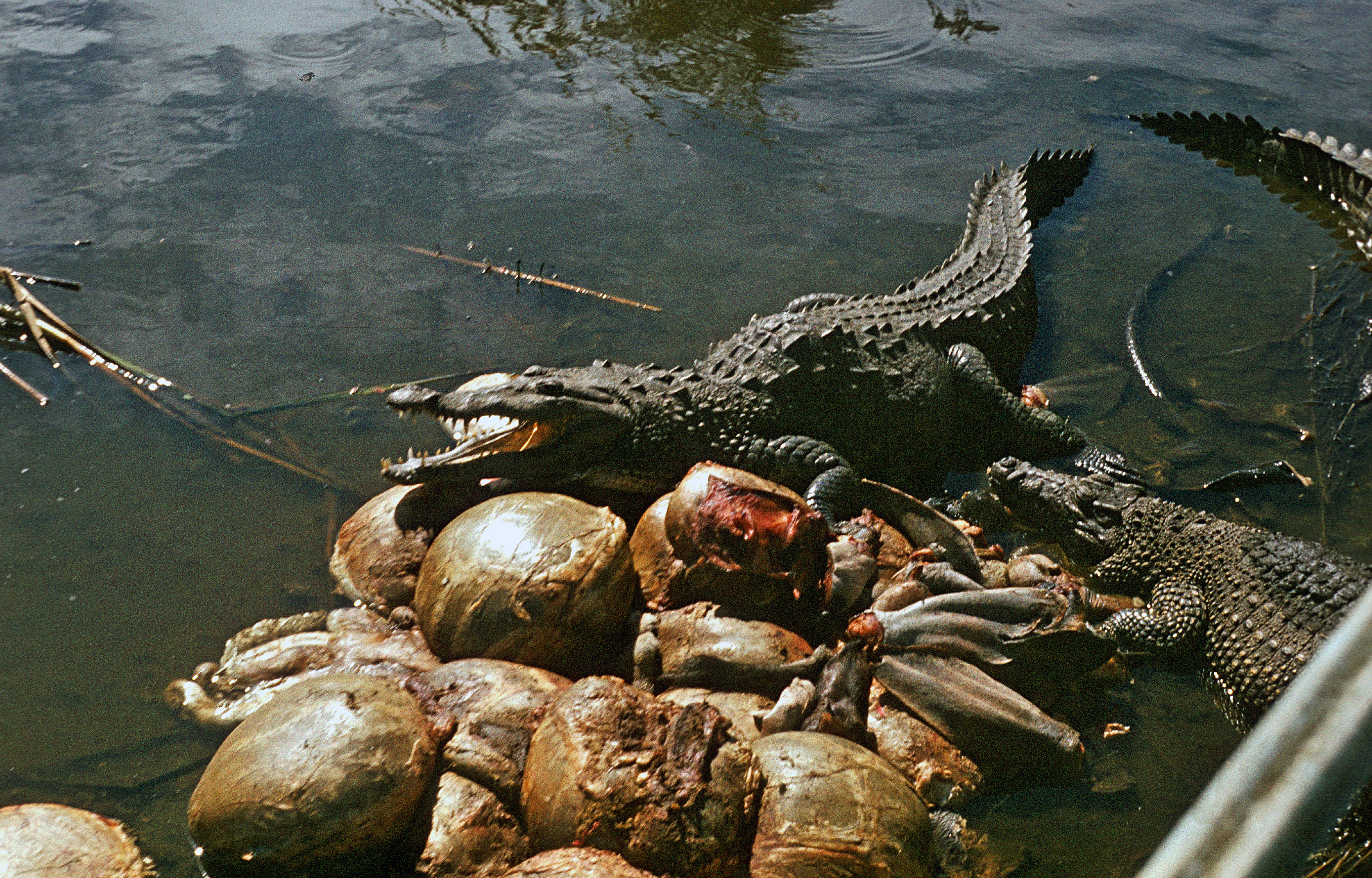 File Krokodilfarm In Boca De Guama Kuba 1972 Pd 3 Jpg Wikimedia Commons