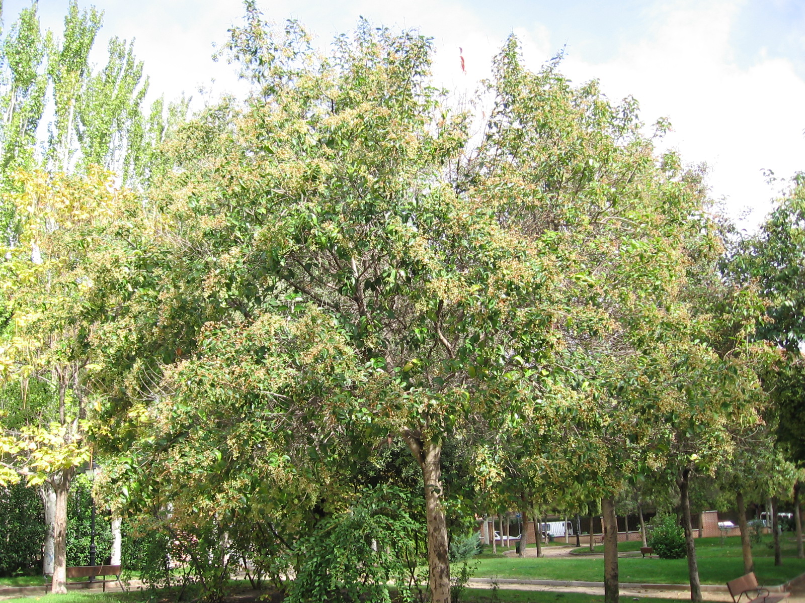 Ligustrum Japonicum Wikipedia