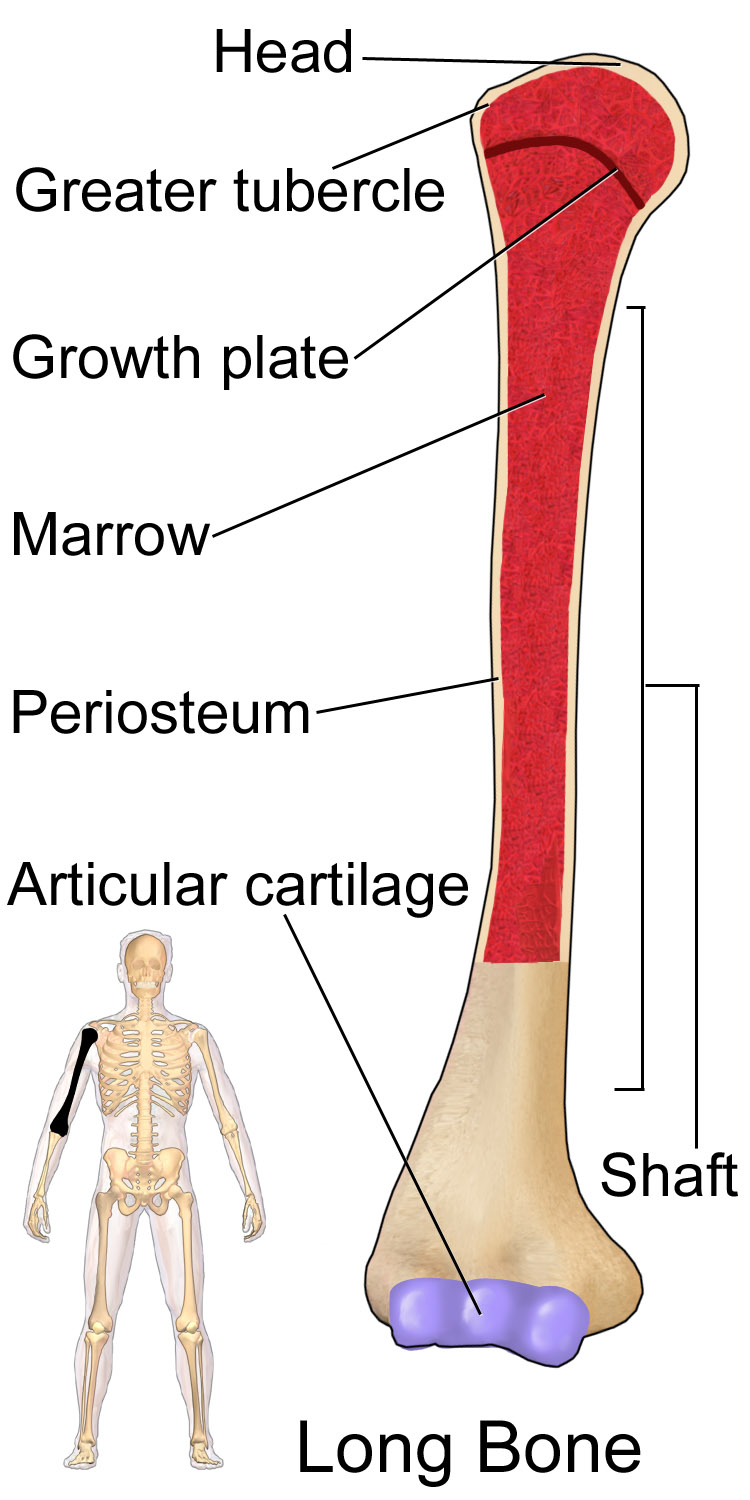 किपा:Long Bone (Humerus).png - Wikipedia