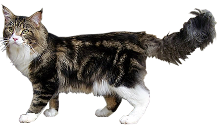 File:MaineCoonSansFond.png