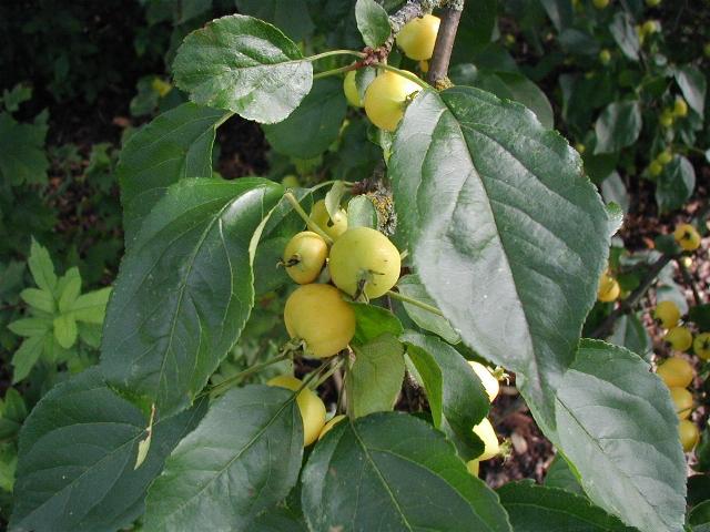 Fruta del árbol de crabapple siberiano