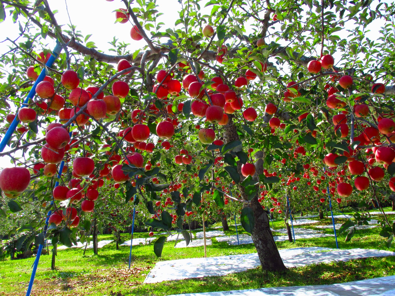 Fuji (apple) - Wikipedia