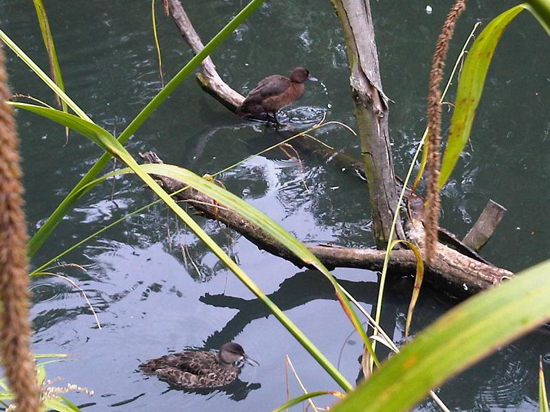 File:Mixt flock - wetland 4.jpg