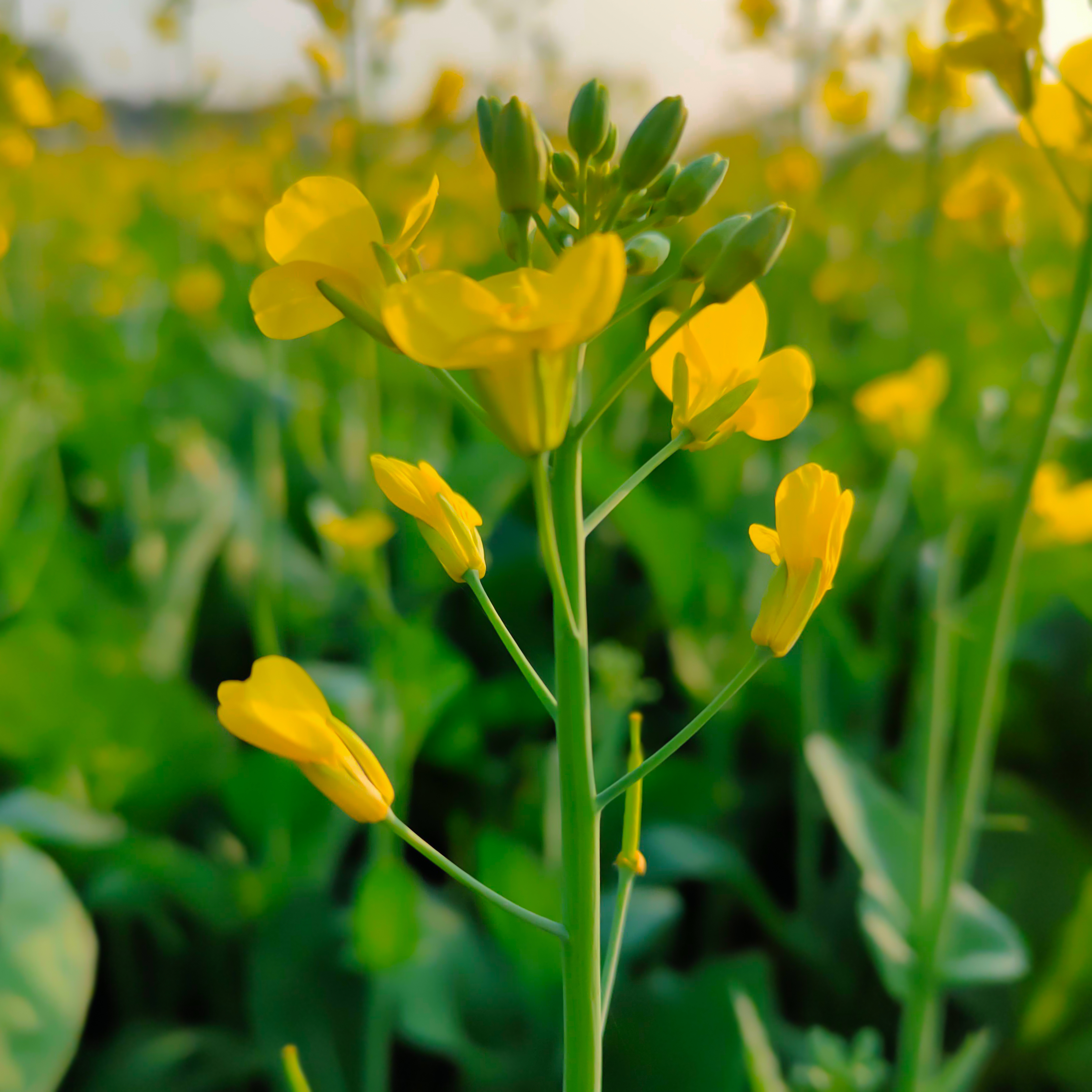 Mustard Flowers Information and Facts