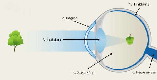 File:Netaisyklingas vaizdo formavimasis su lietuviškais pavadinimais.png