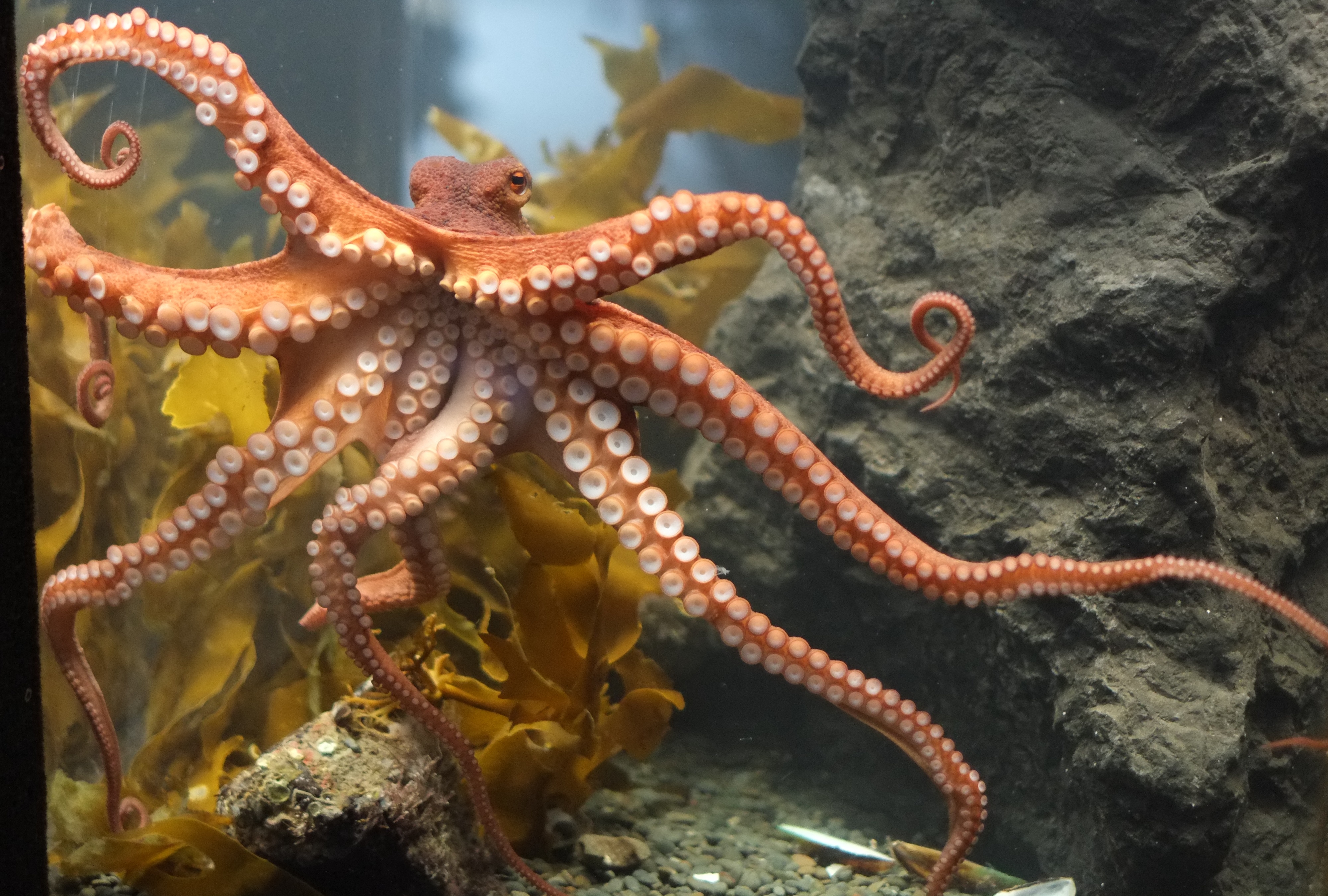 Есть ли осьминоги в черном. Осьминог Octopus vulgaris. Атлантический карликовый осьминог. Осьминог Дофлейна гигантский.