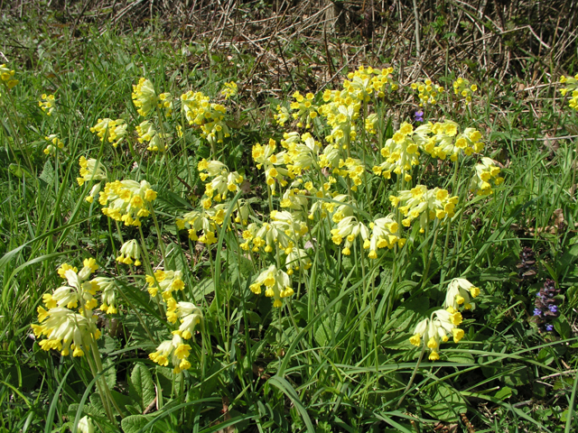 File:Oxslips (Primula elatior), Southwater Country Park - geograph.org.uk - 237430.jpg