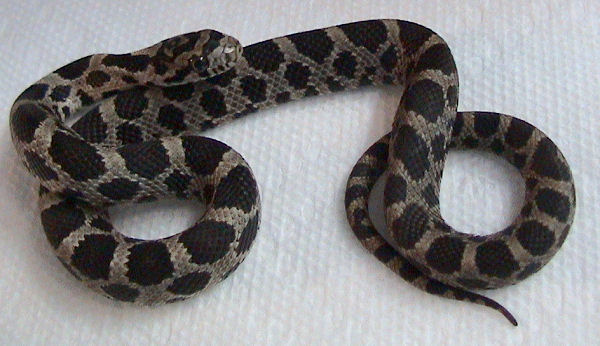 File:Pantherophis gloydi.jpg