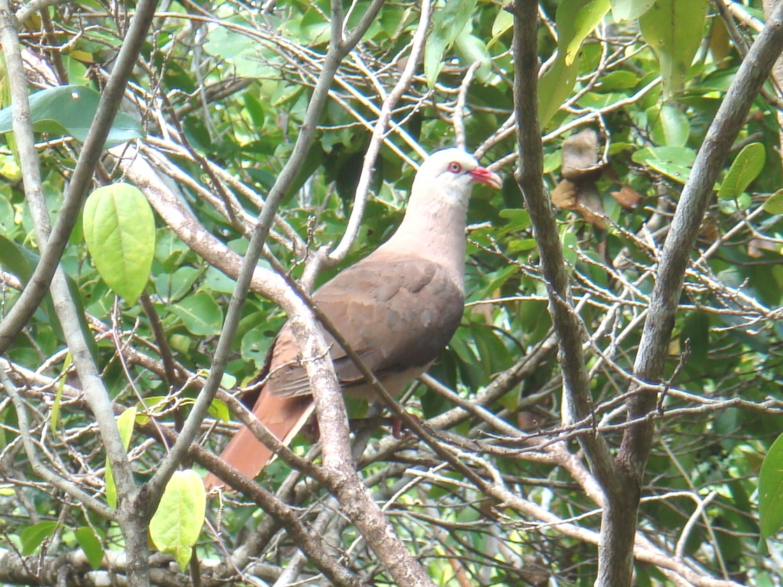 Island of Endemic Species and Conservation