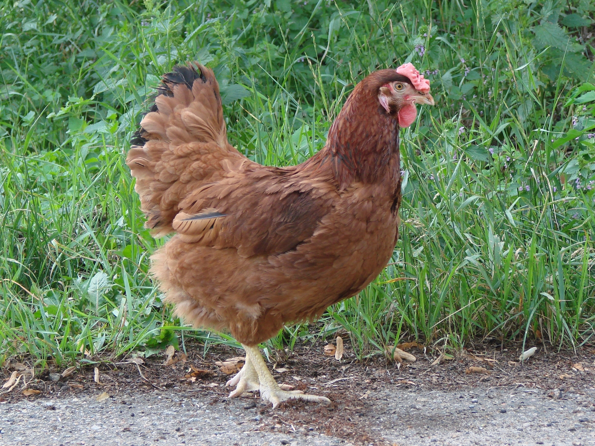 Standard Heavy Breed Chickens