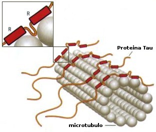 Prionoide