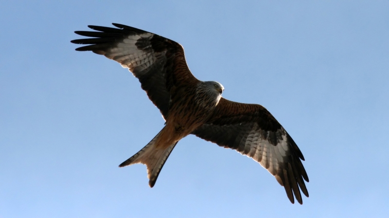 File:Red Kite (Milvus milvus) (6).jpg