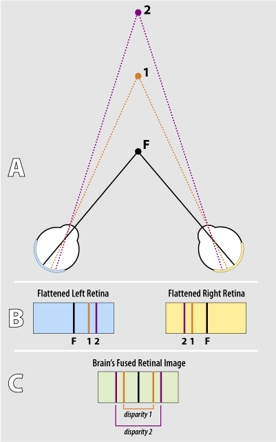 Retina - Wikipedia