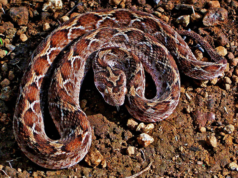 Image result for saw scaled viper