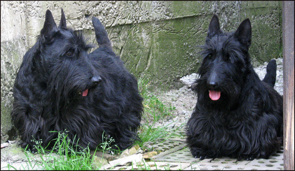 File:SchulteScottish Terriers.jpg