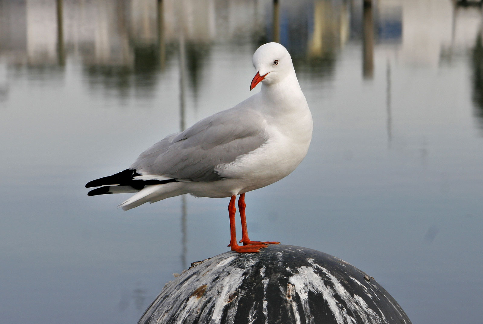 Seagull_on_sale_pier.jpg