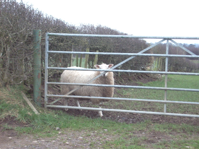 File:Sheep - geograph.org.uk - 352905.jpg