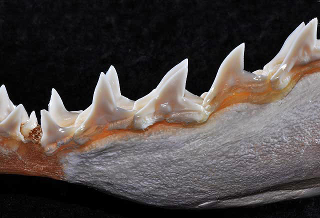 File:Sphyrna zygaena lower teeth.jpg